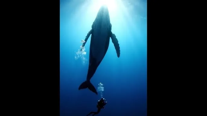 大团圆结局公交车免费 - 深蓝星球：探索海洋深处的未知世界